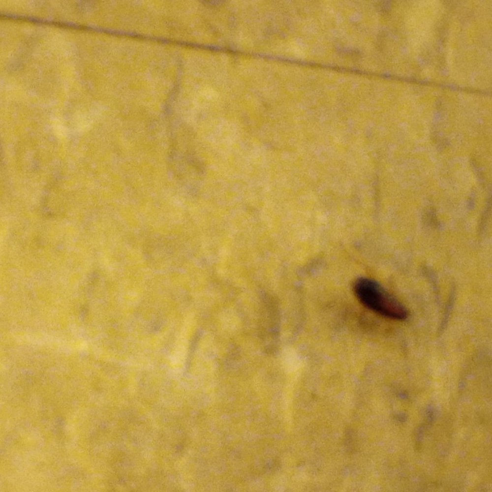 roaches